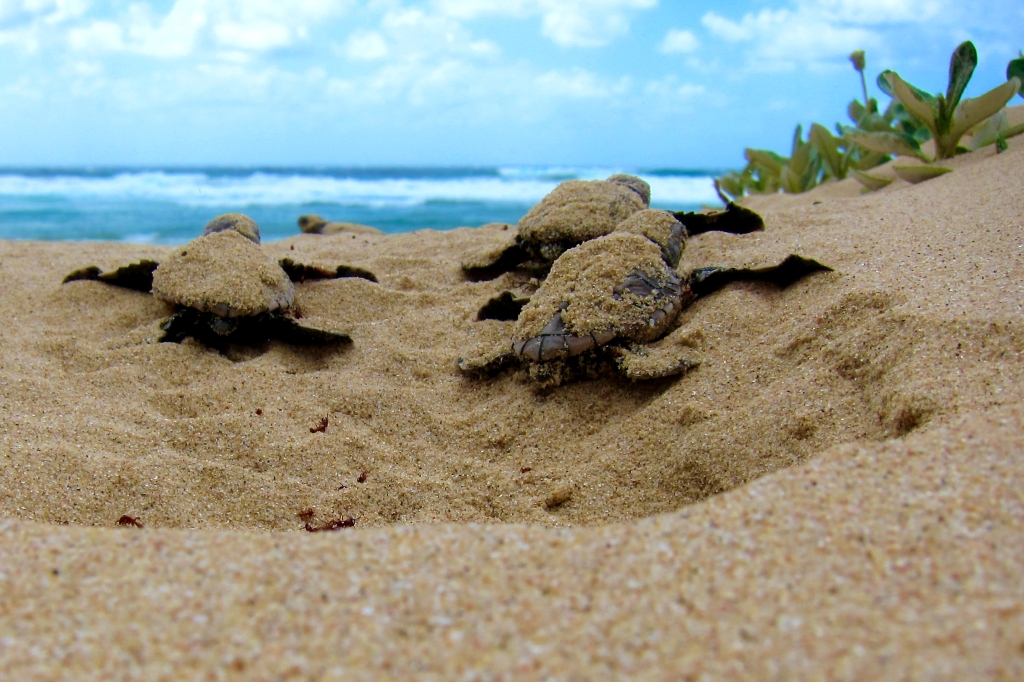 Hatchling loggerhead turtles emerging from their nest, all covered in sand, heading towards the ocean in the background of the image