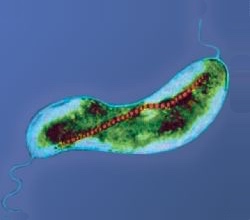An electron microscope image of a bacterium with a red chain of circular links forming a line from end to end inside the bacterium